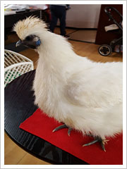 Chicken