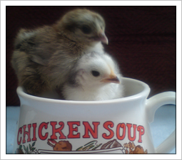 Chicken