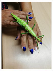 Stick Insect